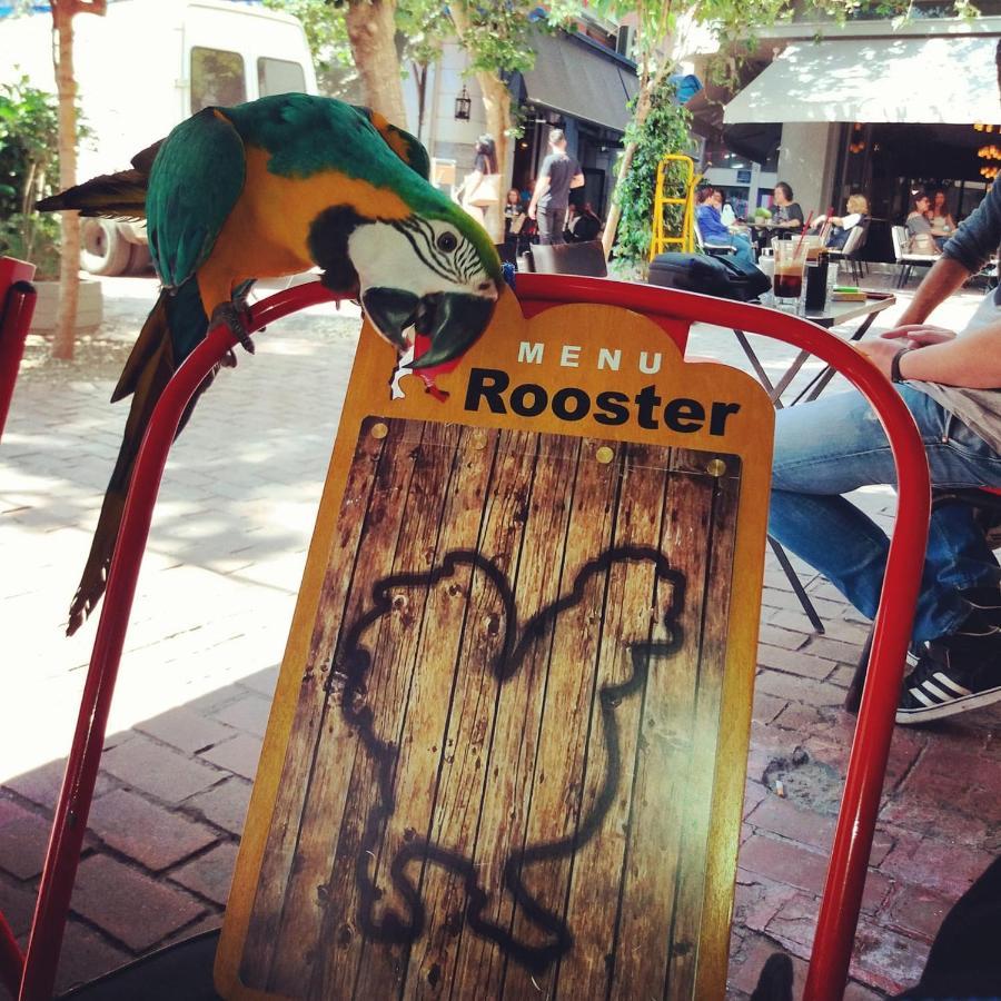 Rooster Suites 아테네 외부 사진